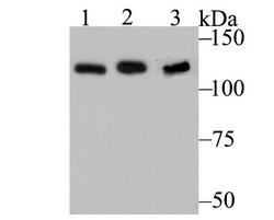hnRNP U Rabbit anti-Human, Mouse, Rat, Clone: JB23-43, Novus Biologicals